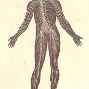 Warum psychische Krankheiten keine sind – eine neurozeptive Perspektive