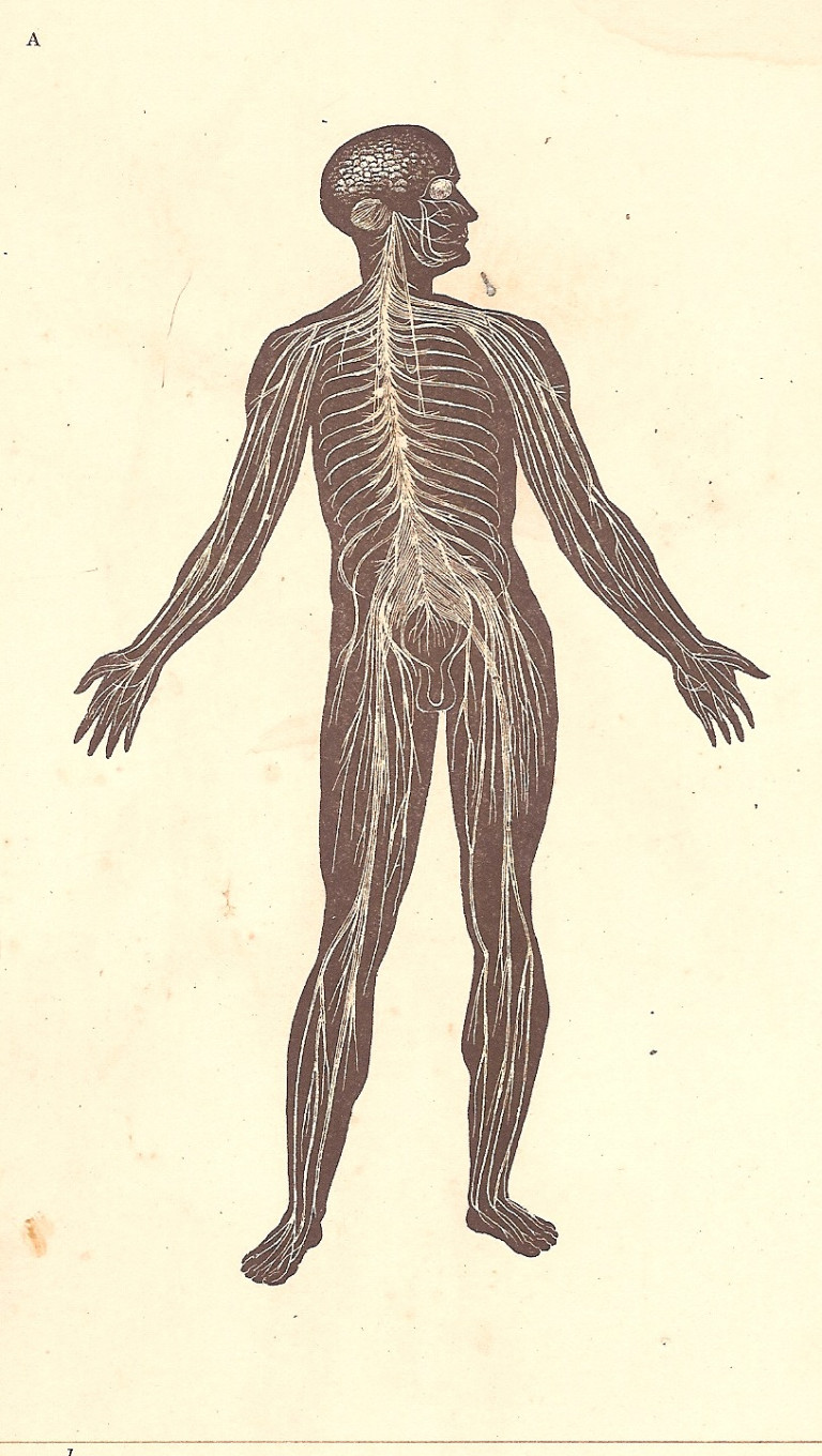 in Balthazar Santos e Mattoso Santos, Atlas de Zoologia, 1907